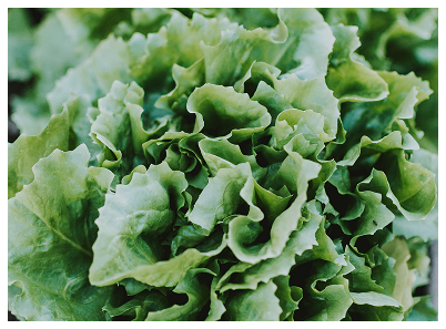 lettuce